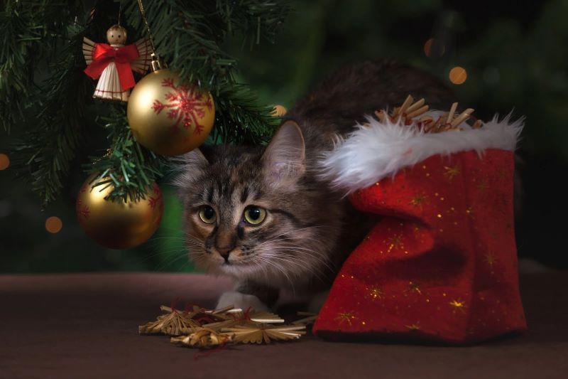 cat with red bag