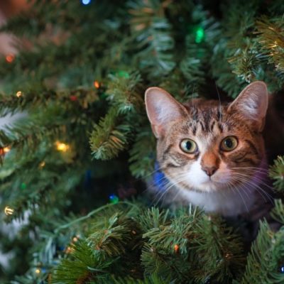 christmas cat inside tree