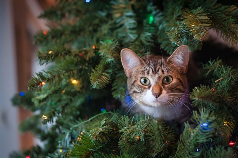 christmas cat inside tree